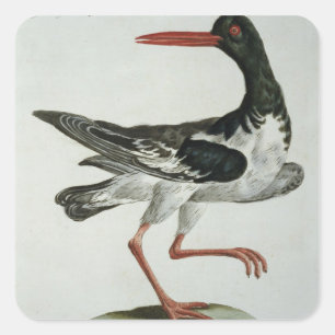 Austernfänger, c.1767-76 (handfarbene Gravur) Quadratischer Aufkleber