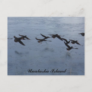 Austernfänger im Flight, Insel Unalaska Postkarte
