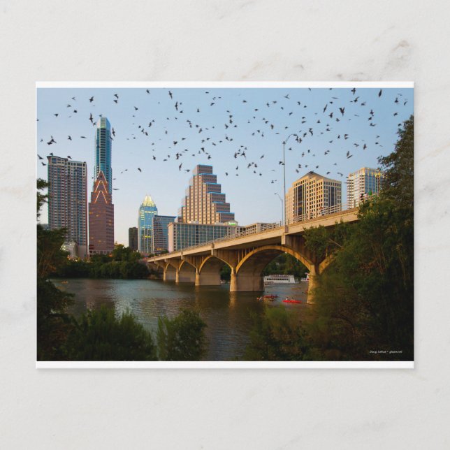 Austin, Texas Congress Bridge Bats Postkarte (Vorderseite)