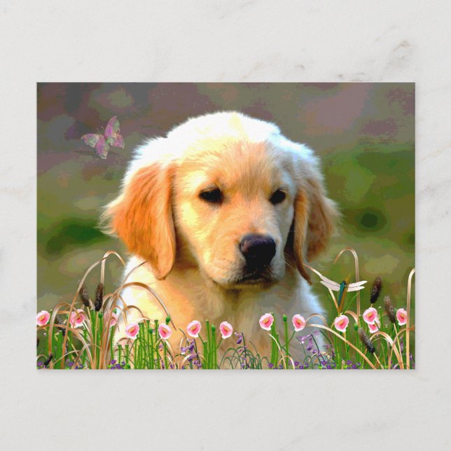 Austin The Golden Labrador Postkarte (Vorderseite)