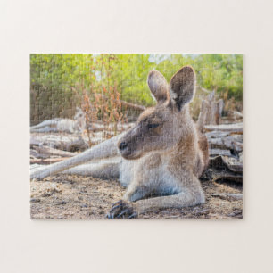 Austrailian Kangaroo Resting