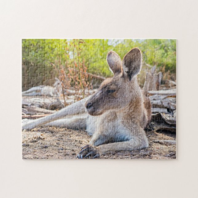 Austrailian Kangaroo Resting (Horizontal)
