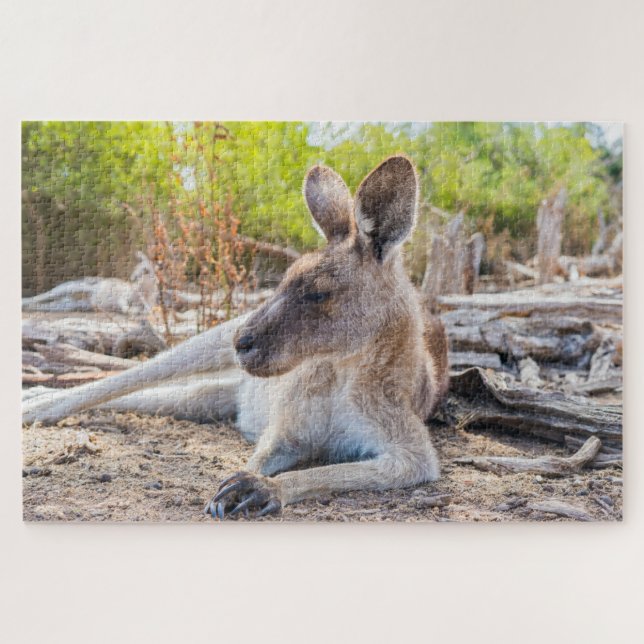 Austrailian Kangaroo Resting (Horizontal)