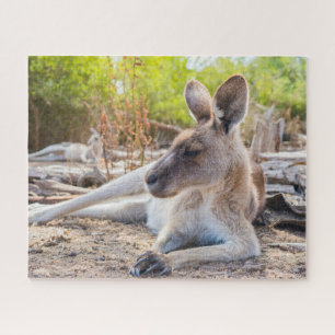 Austrailian Kangaroo Resting