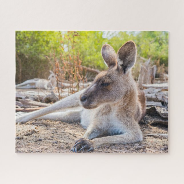 Austrailian Kangaroo Resting (Horizontal)