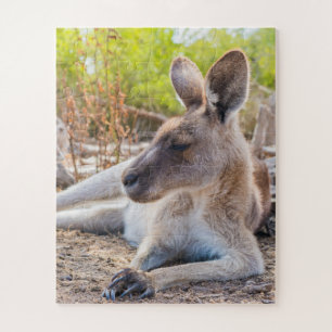 Austrailian KangarooStillstand