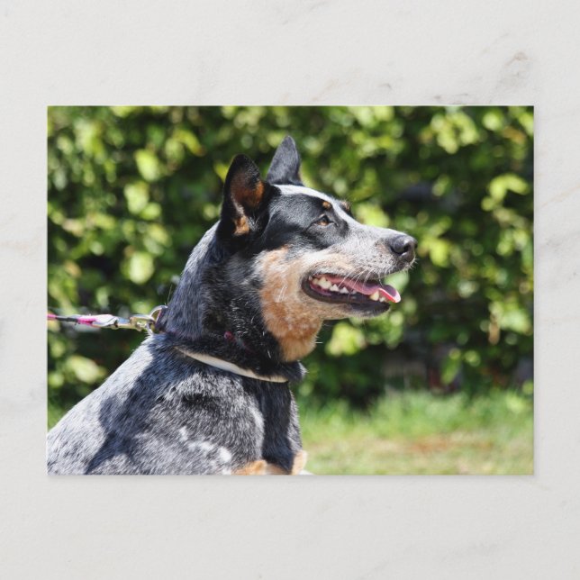 Australhund Postkarte (Vorderseite)