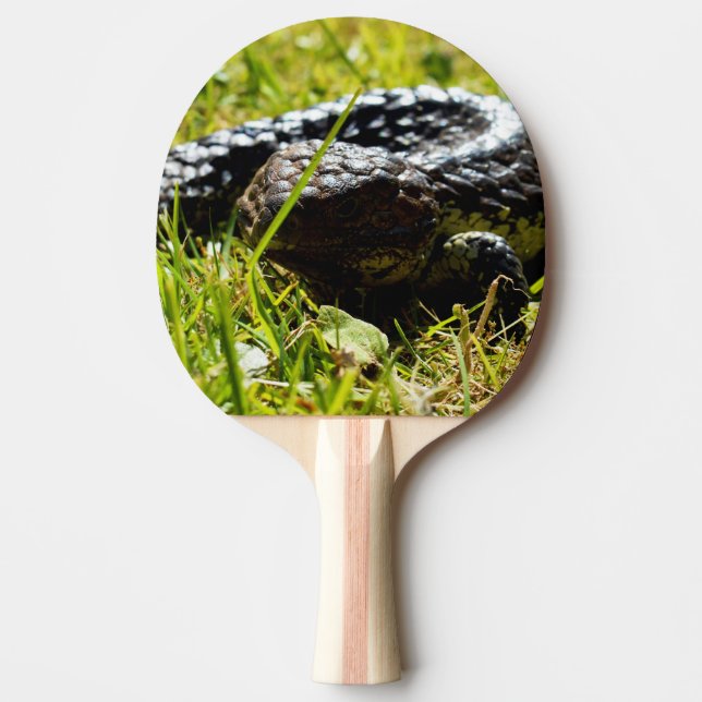Australian Blue Tongue Shingleback Lizard, Tischtennis Schläger (Vorderseite)