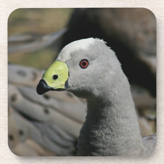 Australian Cape Barren Goose Getränkeuntersetzer (Vorderseite)