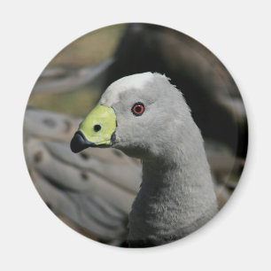 Australian Cape Barren Goose Magnet