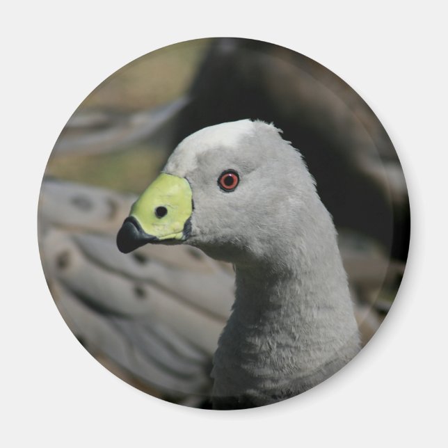 Australian Cape Barren Goose Magnet (Vorne)