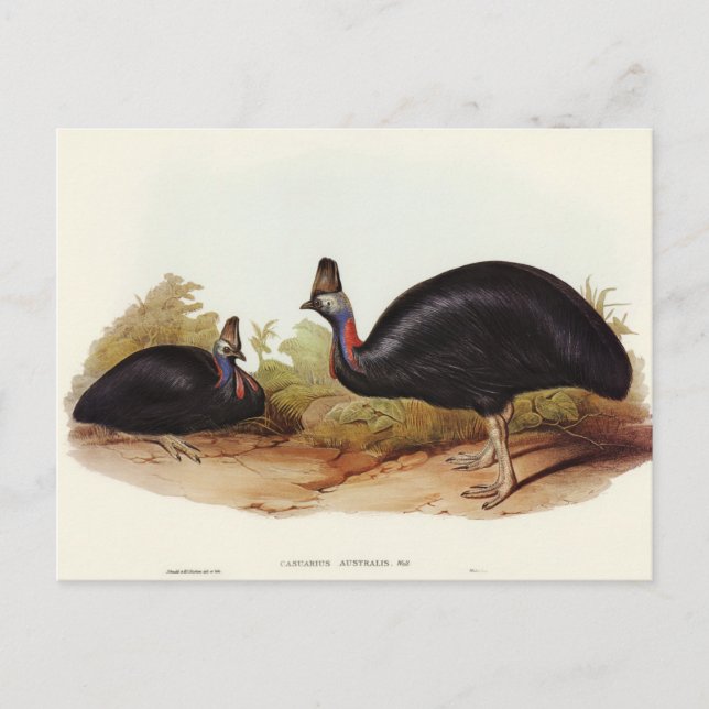 Australian Cassowary von Elizabeth Gould Postkarte (Vorderseite)