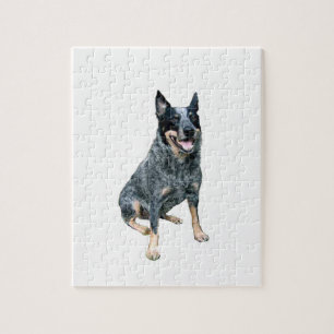 Australian Cattle Dog (B)