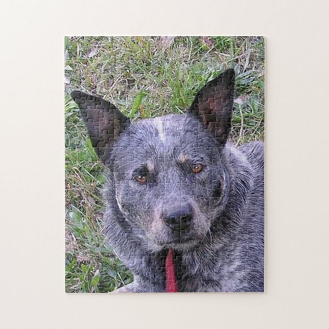 Australian_cattle_dog blue.png (Vertikal)