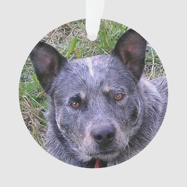 Australian_cattle_dog blue.png ornament (Vorderseite)