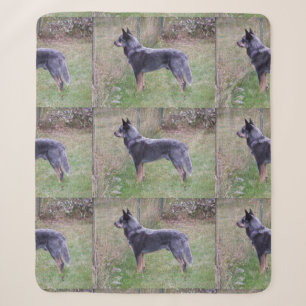 Australian_Cattle_Dog_blue vollständig Sherpadecke