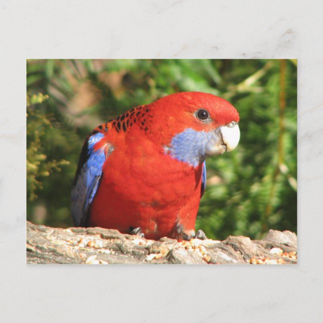 Australian Crimson Rosella Postkarte (Vorderseite)