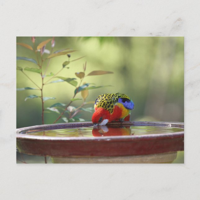 Australian Eastern Rosella Drinking Postkarte (Vorderseite)