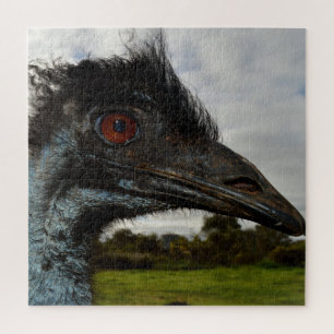 Australian Emu Face Closeup,