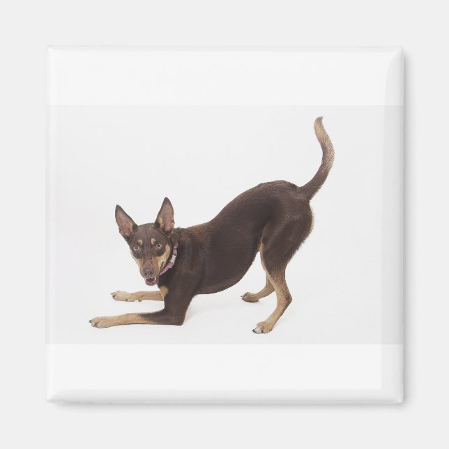 Australian Kelpie Magnet (Vorne)
