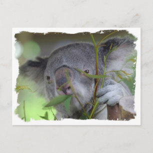 Australian Koala Postcard Postkarte