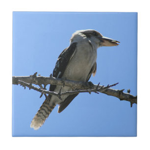 Australian Kookaburra Fliese