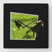 Australian Magpies That Standout,