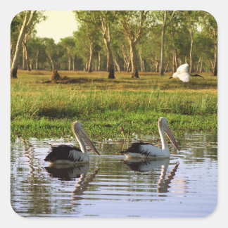 Australian Pelicans, Kakadu National Park, NT Quadratischer Aufkleber