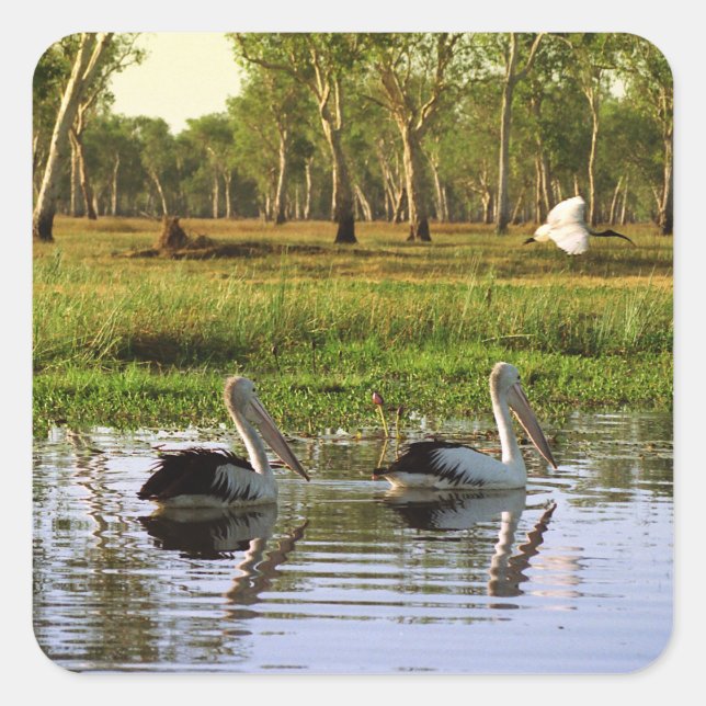 Australian Pelicans, Kakadu National Park, NT Quadratischer Aufkleber (Vorderseite)