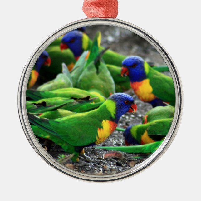 Australian Rainbow Lorikeet Birds Silbernes Ornament (Vorne)