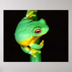 Australian Red Eye Treefrog, Litoria chloris, Poster