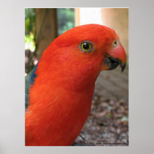 Australian Rosella Poster