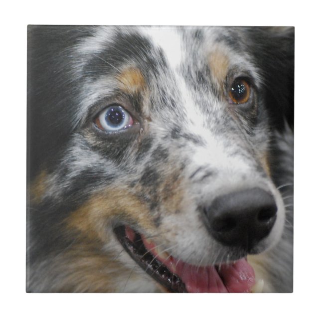 australian-shepherd-32.jpg fliese (Vorderseite)