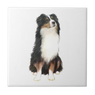 Australian Shepherd (A) - Dreifarbig Fliese