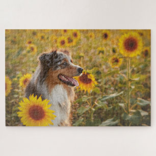 Australian Shepherd and Sunflowers