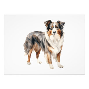 Australian Shepherd Aquarell Clipart Fotodruck