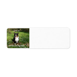 Australian-Shepherd-Black-Tri-Liebe mit Bild