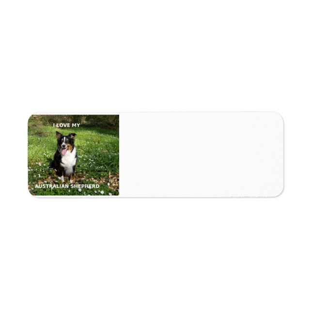 Australian-Shepherd-Black-Tri-Liebe mit Bild (Vorne)