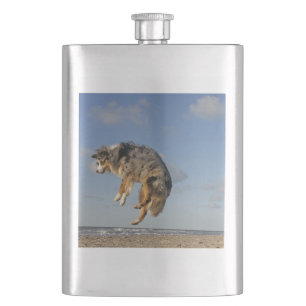 Australian Shepherd Blue Merle springt am Strand Flachmann
