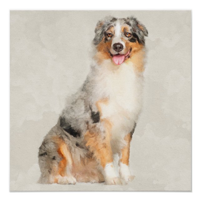 Australian Shepherd - Blue Merle Watercolor Poster (Vorderseite)