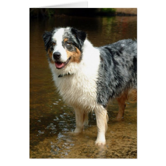 Australian Shepherd Dog (Vorne)