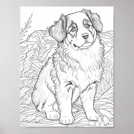 Australian Shepherd Dog Aduloring Poster