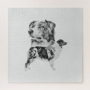 Australian Shepherd dog - Aussie pencil sketch