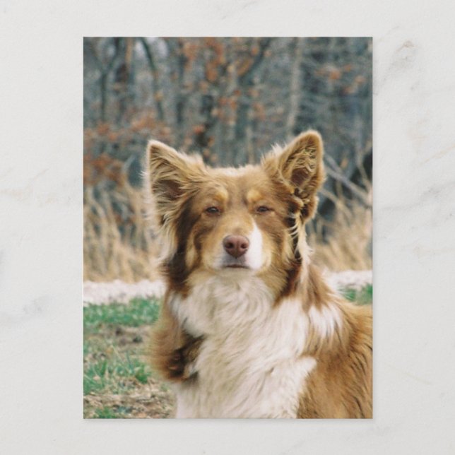 Australian Shepherd Dog Postcard Postkarte (Vorderseite)
