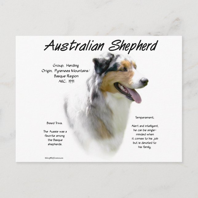 Australian Shepherd History, All about Aussies Postkarte (Vorderseite)