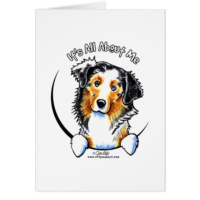 Australian Shepherd IAAM (Vorne)