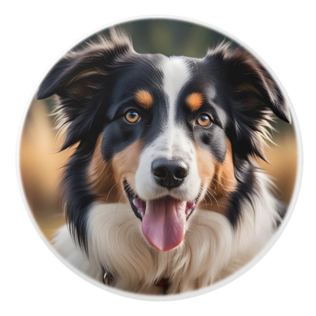 Australian Shepherd Keramik Niedlich Dog Knob Keramikknauf (Vorderseite)