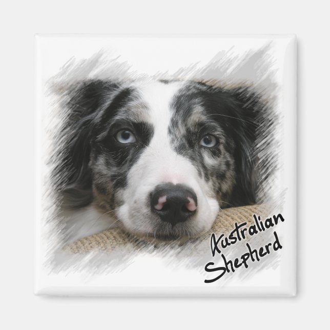 Australian Shepherd Magnet (Vorne)