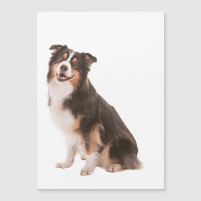 Australian Shepherd Magnetkarte (Vorderseite)