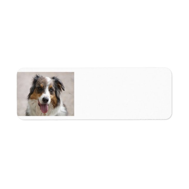 Australian Shepherd Merle (Vorne)